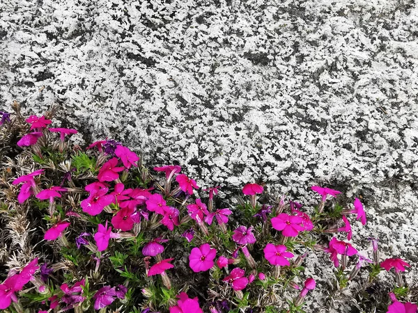 Colpo Piante Fiorite Rosa Che Crescono Giardino — Foto Stock