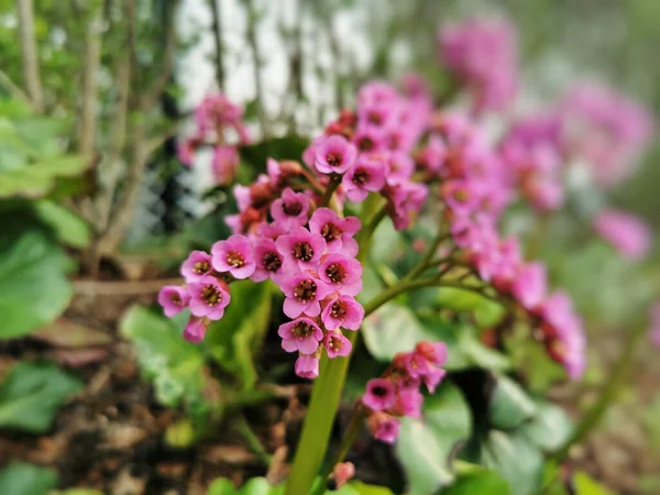 Tiro Seletivo Foco Plantas Florescendo Cor Rosa Bergenia Florescendo Jardim — Fotografia de Stock