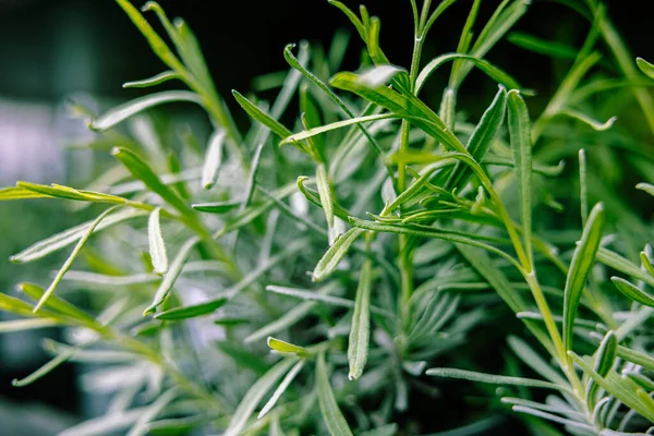 Tiro Close Uma Planta Com Folhas Verdes Primavera — Fotografia de Stock