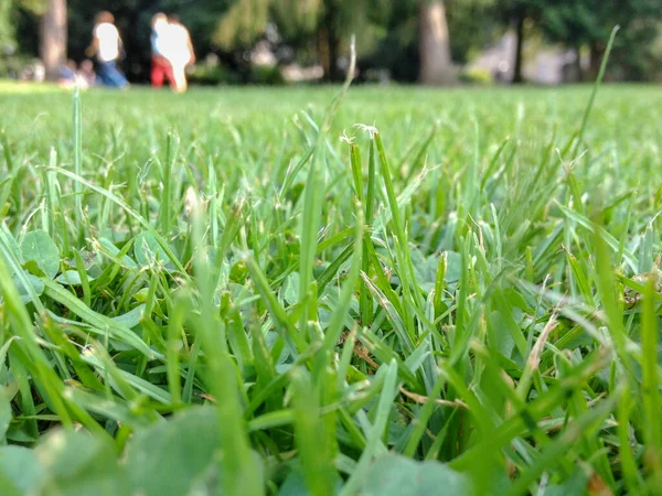 Closeup Shot Green Meadow Sunny Day — Stock Photo, Image