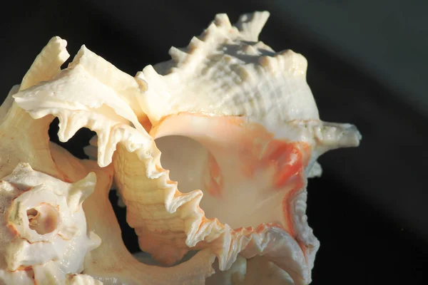 Güzel Tropikal Deniz Kabuklarının Yakın Plan Çekimi — Stok fotoğraf