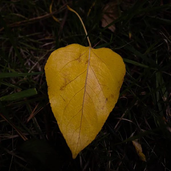 Plan Feuille Automne Tombé Sur Sol Entouré Branches Sur Fond — Photo