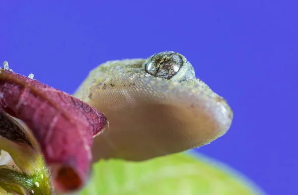 Tiro Perto Lagarto Gecko Fundo Desfocado — Fotografia de Stock