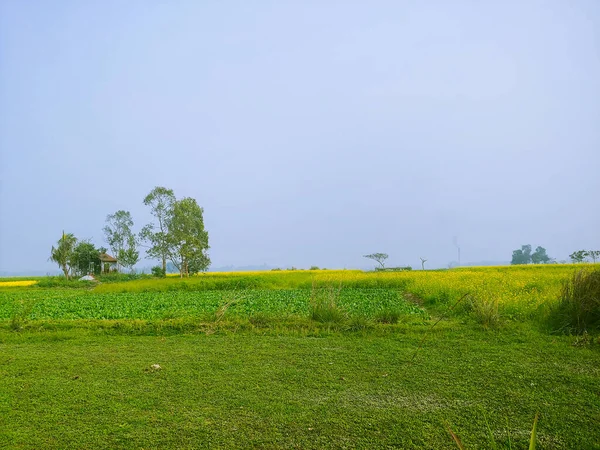 青空の下で緑と黄色の牧草地の風景 — ストック写真