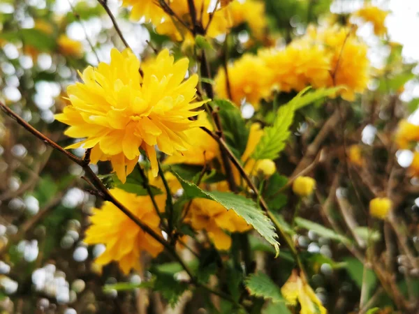 Selective Focus Shot Blooming Yellow Flowering Plants Growing Garden — Stock Photo, Image