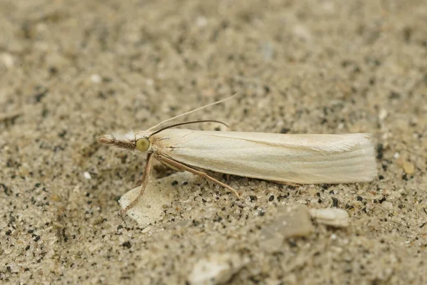 Een Close Shot Van Een Wit Kleurig Satijn Gras Fineer — Stockfoto