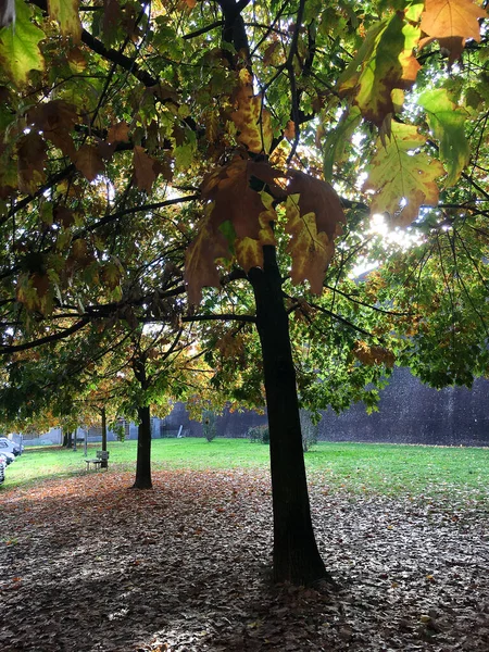 Plano Vertical Árboles Otoño Colores Brillantes Prado Soleado —  Fotos de Stock