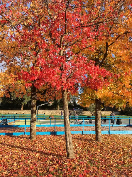 鮮やかな紅葉の垂直ショット — ストック写真