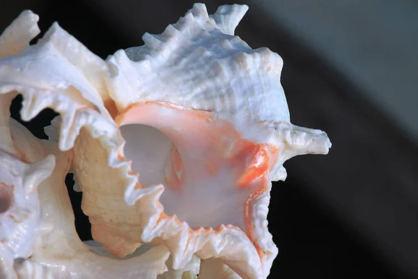 Güzel Tropikal Deniz Kabuklarının Yakın Plan Çekimi — Stok fotoğraf