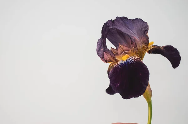 Eine Nahaufnahme Von Lila Irisblume Mit Kopierraum Isoliert Auf Hellgrauem — Stockfoto