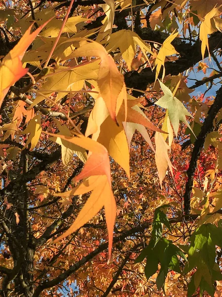 Eine Vertikale Nahaufnahme Orangefarbener Blätter Einem Herbstbaum — Stockfoto