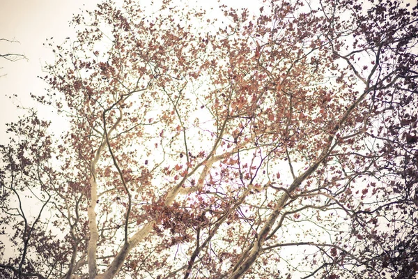 가지들의 — 스톡 사진