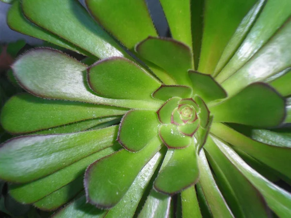 Close Uma Suculenta Rosácea Aeonium Arboreum Folhas Brilhantes Cor Púrpura — Fotografia de Stock