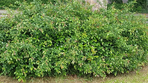 Sebuah Foto Close Seup Dari Cabang Cabang Semak Dengan Daun — Stok Foto