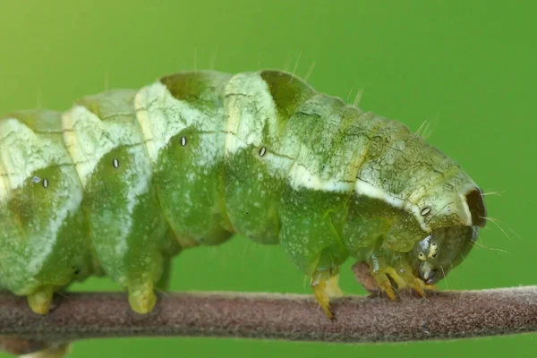 Tiro Macro Uma Lagarta Verde Mariposa Dot Melanchra Persicariae Galho — Fotografia de Stock