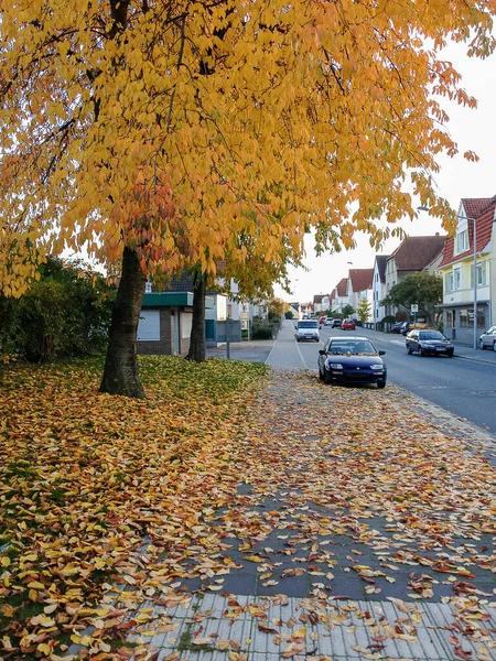 Plan Vertical Arbre Automne Orange Vif Près Une Route — Photo