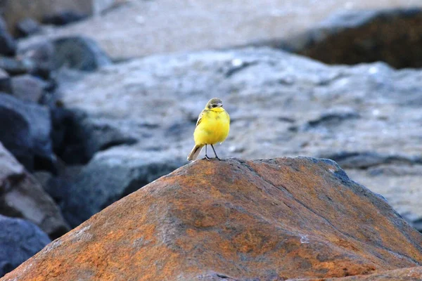 Tiro Enfoque Selectivo Wagtail Amarillo Occidental Encaramado Roca — Foto de Stock