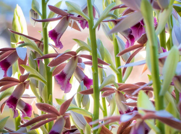Tiro Close Belas Orquídeas Jardim — Fotografia de Stock