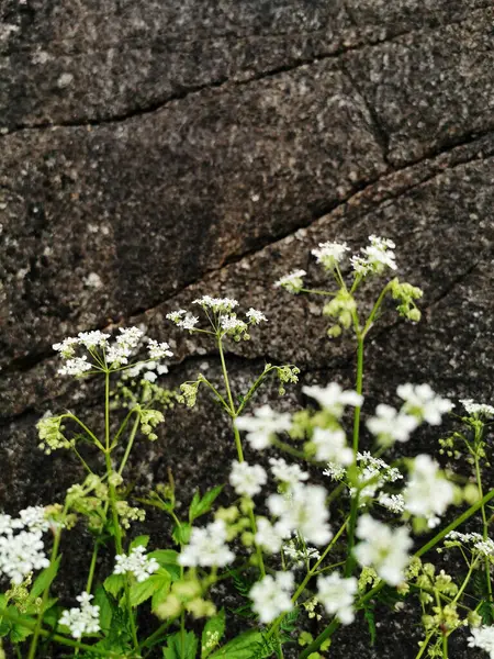 Eine Selektive Fokusaufnahme Blühender Weißer Blütenpflanzen Garten — Stockfoto