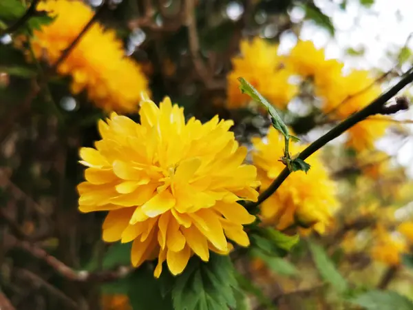 Enfoque Selectivo Las Plantas Florecientes Amarillas Que Crecen Jardín — Foto de Stock