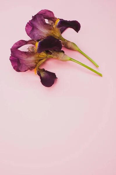 Detailní Záběr Fialové Duhovky Květiny Růžovém Pozadí — Stock fotografie
