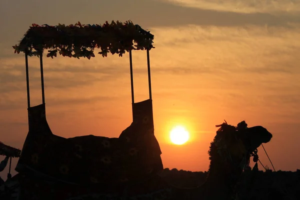 Piękny Widok Wielbłąda Przed Malowniczym Zachodem Słońca — Zdjęcie stockowe