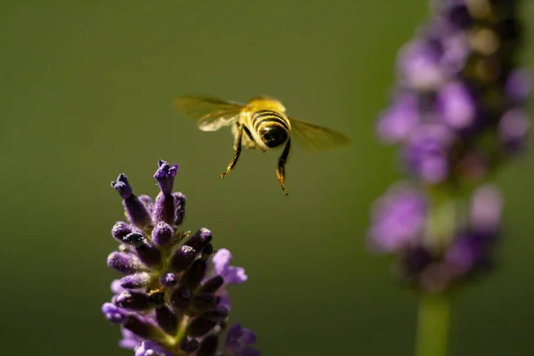 Egy Méhecske Közeledik Angol Levendula Felé Egy Mezőn Napfény Alatt — Stock Fotó