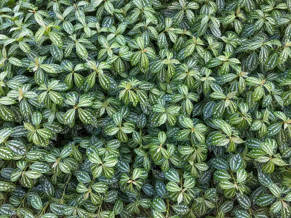 Tiro Closeup Das Folhas Uma Planta Clearweed — Fotografia de Stock