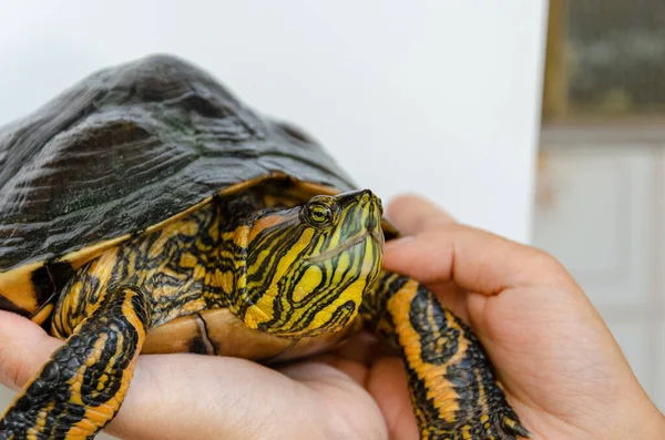 stock image A closeup shot of a pond slider tortoise