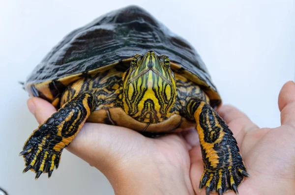 Eine Nahaufnahme Von Händen Die Eine Teichschildkröte Halten — Stockfoto