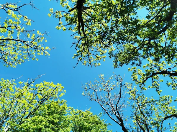 Een Lage Hoek Van Bomen Met Groene Bladeren Een Blauwe — Stockfoto