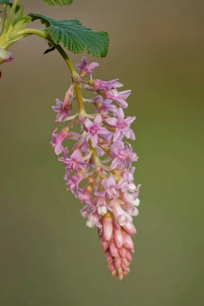 Plan Vertical Plantes Ribes Sanguineum Croissance — Photo