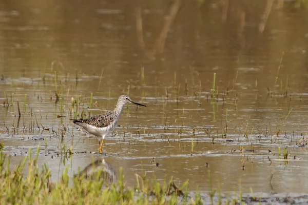 Zbliżenie Ujęcie Małego Curlew Stawie — Zdjęcie stockowe