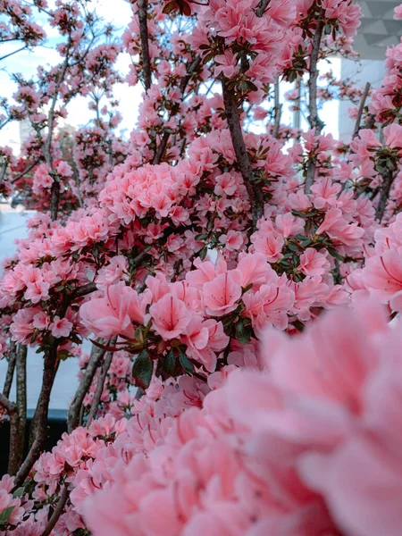 Plan Vertical Des Fleurs Roses Magnolia Japonais — Photo