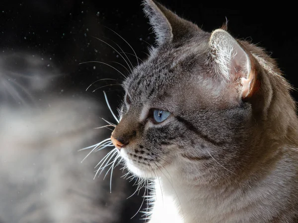 Ένα Κοντινό Πλάνο Ενός Χαριτωμένου Ριγέ Γάτου Φωτεινά Μπλε Μάτια — Φωτογραφία Αρχείου