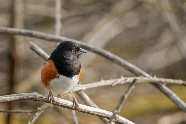 Nahaufnahme Eines Towhee Der Auf Einem Zweig Sitzt — Stockfoto