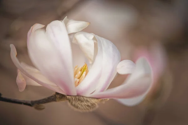 Çiçek Açan Bir Magnolia Çiçeğinin Yakın Plan Çekimi — Stok fotoğraf