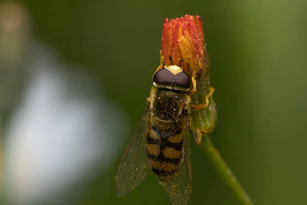 庭のオレンジの花から蜜と花粉を集めるホバーフライの柔らかい焦点 — ストック写真