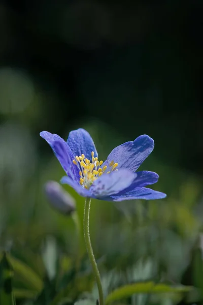 Vertikální Záběr Kvetoucího Květenství Crocus — Stock fotografie