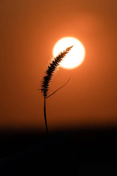 Вертикальний Постріл Пухнастої Трави Красивий Захід Сонця — стокове фото