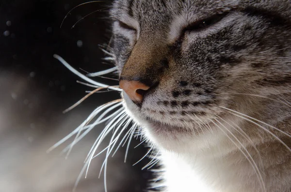 一张可爱的条纹猫脸的特写照片 — 图库照片