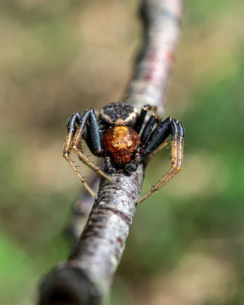Selective Focus Shot Poisonous Spider Tree Branch — Stock Photo, Image
