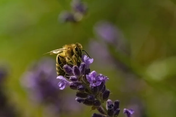 Zbliżenie Pszczoły Angielskiej Lawendzie Polu Pod Słońcem Rozmytym Tłem — Zdjęcie stockowe