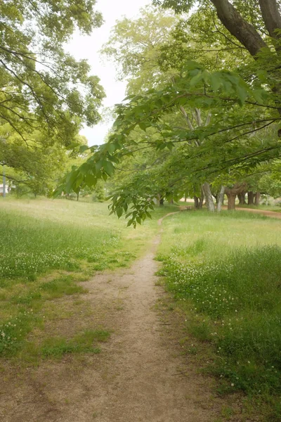 Вертикальный Снимок Деревьев Свежей Зеленой Травы Парке — стоковое фото