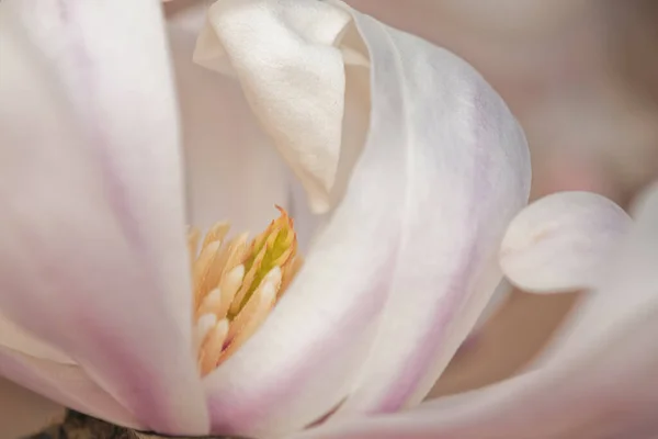 Közelkép Egy Virágzó Magnolia Virágról — Stock Fotó