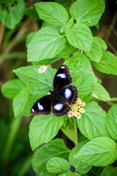 Tiro Vertical Uma Borboleta Lua Azul Flores Campo Sob Luz — Fotografia de Stock