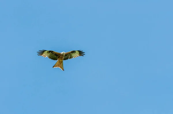 Una Cometa Roja Volando Cielo Buscando Presas — Foto de Stock