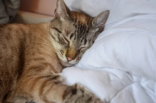 Primer Plano Lindo Gato Marrón Dormido — Foto de Stock