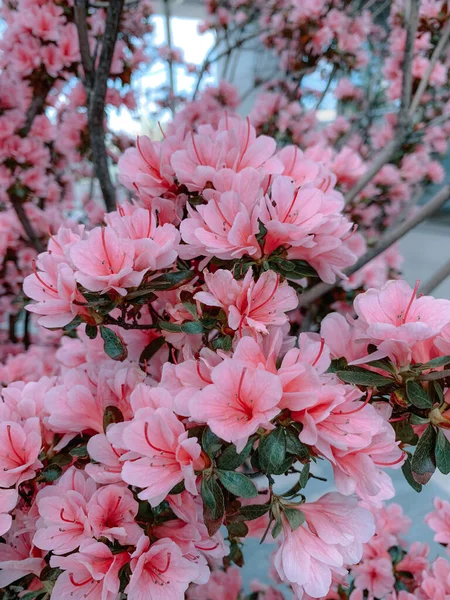 Tiro Vertical Das Flores Rosa Uma Árvore Magnólia Japonesa — Fotografia de Stock