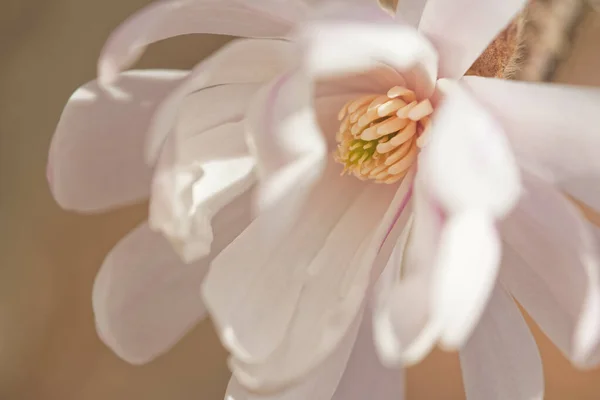 Tiro Close Uma Flor Magnolia Florescendo — Fotografia de Stock